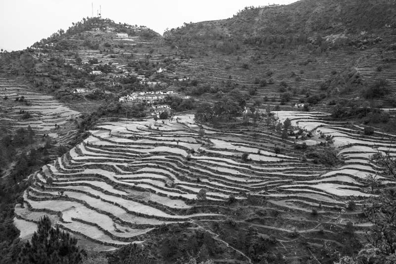 Terrace fields in Tehri-Garhwal  district, Uttarakhand - an example of deforestation for human habitation and agricultural expansion in hilly areas